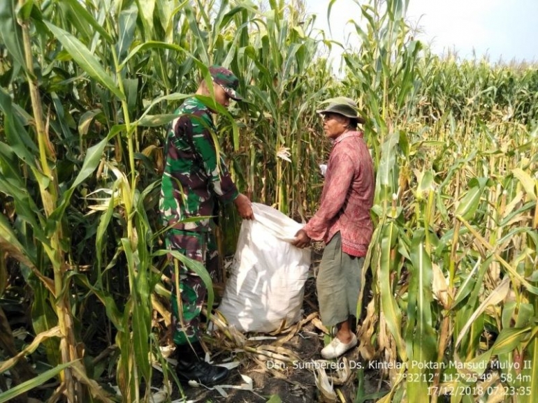 Babinsa Kintelan Serda Yudi Setiyanto Saat Membantu Petani Panen Jagung Di Desa Binaan
