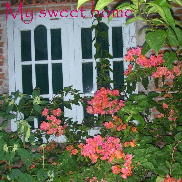 Bunga Bugenvil di belakang jendela runah masa kecilku. Foto kolesi pribadi