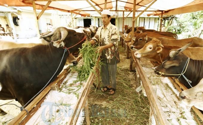 Ilustrasi peternakan sapi (Foto: Tribunnews Batam)