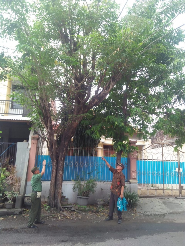 Babinsa Koramil Gayungan bersama Staf Kelurahan Jambangan pengecekan pohon sono yang diserang ulat (dok. pribadi)