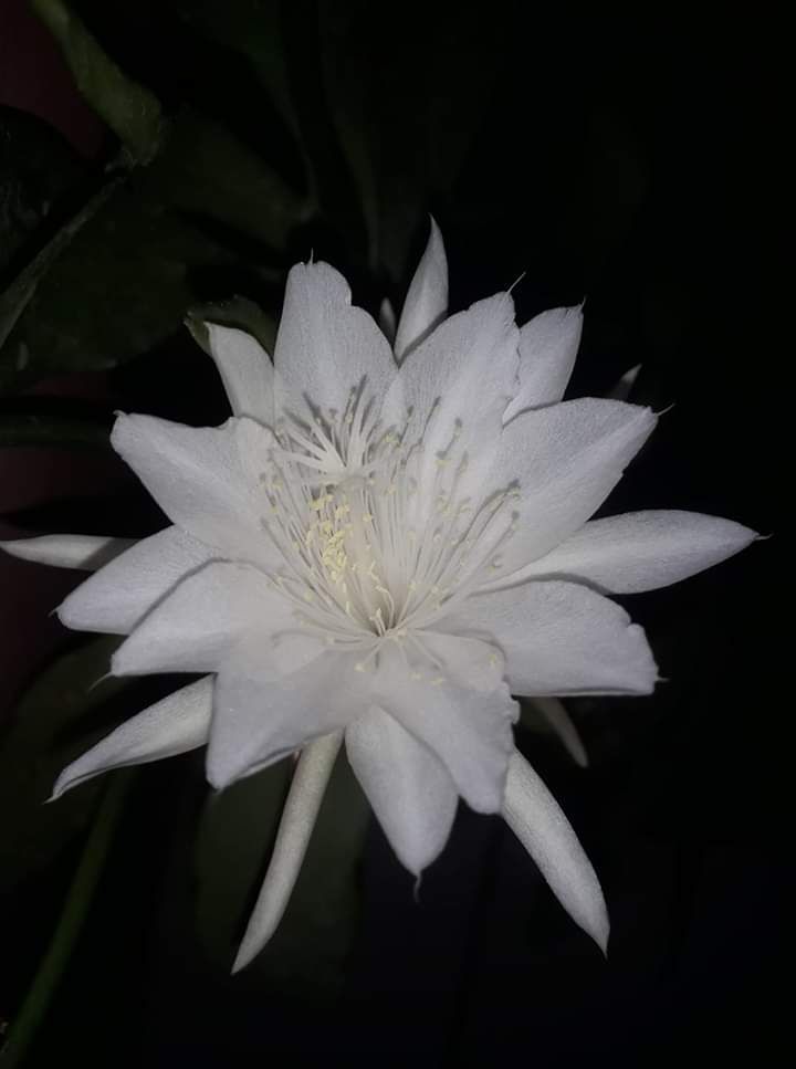 Bunga Wijaya Kusuma. The Cereus. Quewn of the night. Hasil berkebunku. Foto koleksi pribadi