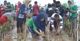 para relawan sibuk menanam mangrove   foto : panitia