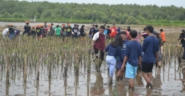 kegiatan menanam mangrove       foto : panitia