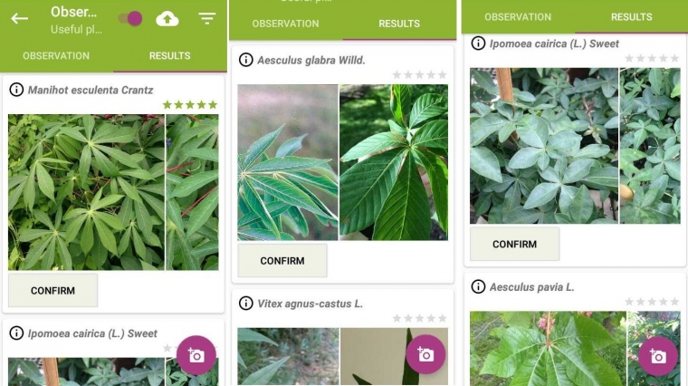 Penulisan Nama Ilmiah Tanaman Sagu Yang Tepat Adalah Penulisan Nama Ilmiah Tanaman Sagu Yang Tepat Adalah