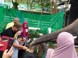 Pengunjung dibolehkan memberi makanan kepada gajah. Foto | Dokpri
