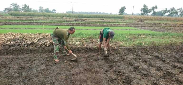 Babinsa Koramil 0815/04 Puri Dampingi Petani Di Salah Satu Desa Binaan