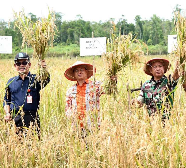 Wabup Bangka Syahbudin (tengah) lakukan panen padi rawa (Hendra /Humas Bangka) 