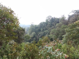 bentangan kawasan Taman Nasional Gunung Leuser, view sepanjang jalan (dokpri)