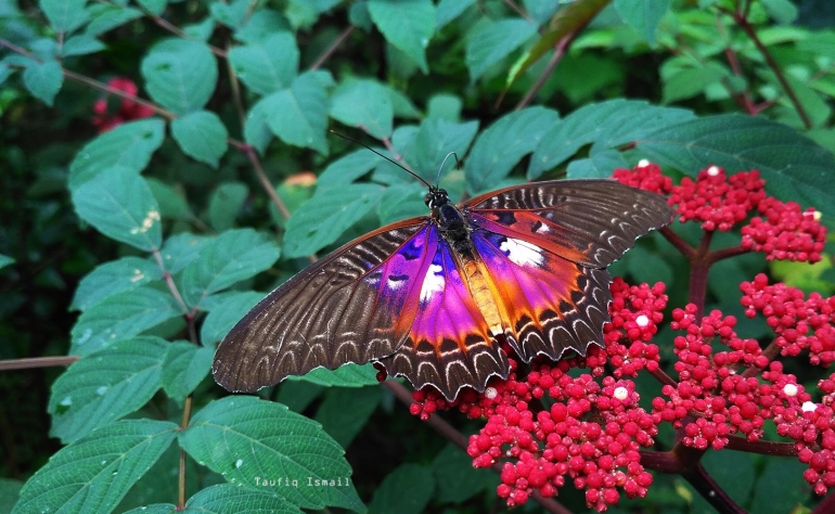 Colorful si kupu bidadari memikat hati siapapun yang mengamatinya. Foto: Taufiq ismael