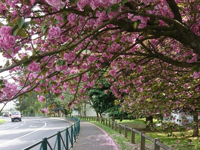 Salah satu sudut jalan dengan pepohonan yang mulai berbunga (foto : Derby Asmaningrum)