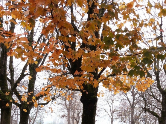 Wajah pepohonan di musim gugur (foto : Derby Asmaningrum)