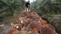 Petani Sawit (Adek Berry/AFP PHOTO)