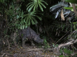 Badak Jawa hanya ada 63-67 ekor di dunia dan terkonsentrasi populasinya di Taman Nasional Ujung Kulon. Photo: WWF