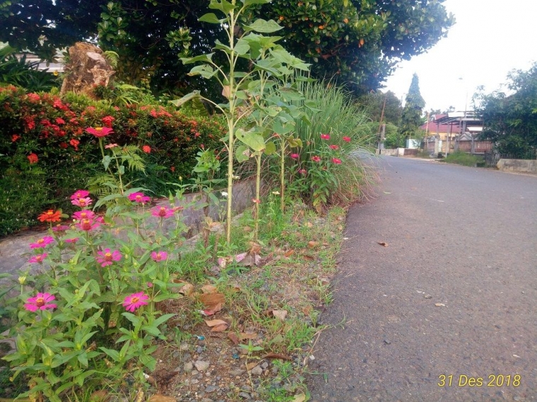 Bolehkah Kita Menanam Bunga Di Tepi Jalan Kompasiana Com