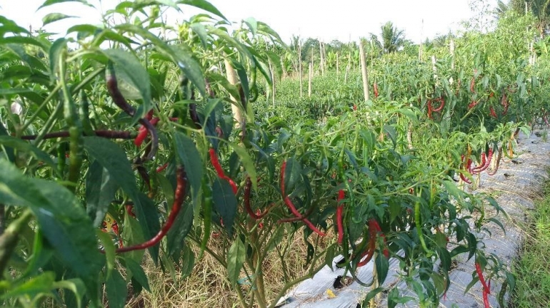Hamparan tanaman cabe, bentar lagi panen nih. dokpri
