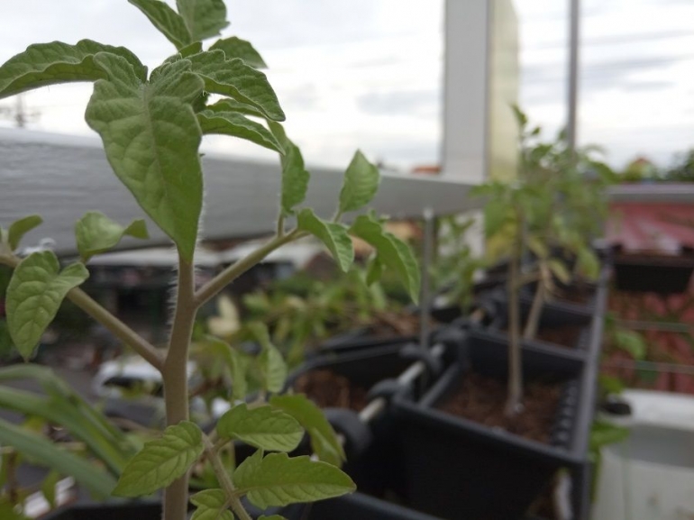 Pohon tomat di Lasem Sky Garden. Dokpri