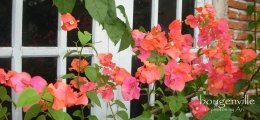 Bunga bugenvil di belekang rumah