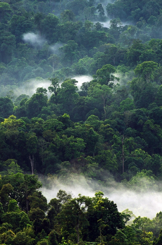 Gunung Halimun Berselimut Kabut (Revolvy.com)