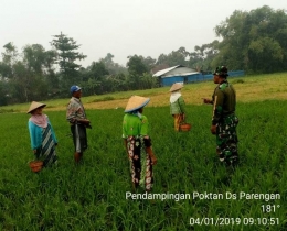 Babinsa Parengan Koramil 0815/07 Jetis Pelda Santoso Saat Mendampingi Perawatan Tanaman Padi, Jum'at (04/01/2019)