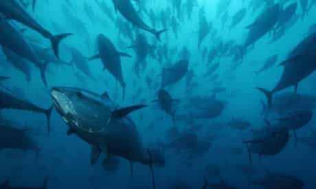 Populasi Tuna Sirip Biru dalam keadaan kritis. Photo: Brian J. Skerry/Getty Images/National Geographic