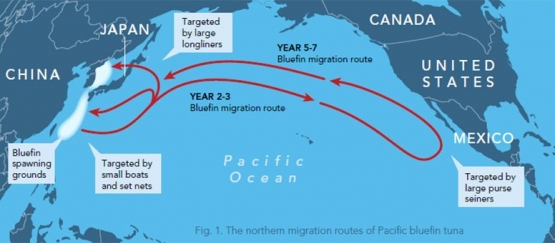 Pola migrasi tuna sirip biru dan wilayah rawannya. Sumber:Vox