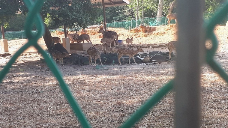 gratis unduh gambar animasi Wisata Taman Rusa Dan Kelinci Di Kota Batam Halaman All Terupdate