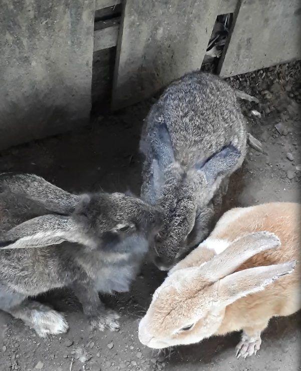 download animasi gratis gambar animasi Wisata Taman Rusa Dan Kelinci Di Kota Batam Halaman All Terkeren