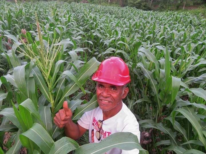 Kamilus Tupen Jumat di tengah kebun jagung miliknya. (Foto: dok. Kamilus Tupen Jumat)