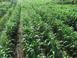  Hamparan tanaman jagung di Bayolewun. Foto:Kamilus TJ.