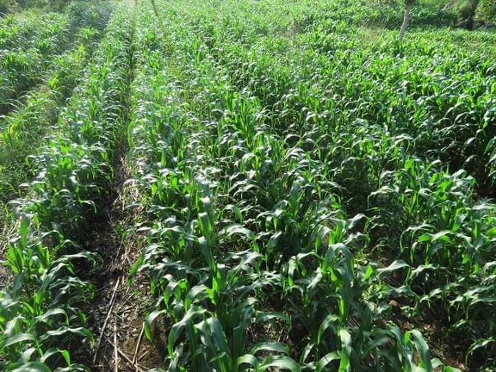 Hamparan tanaman jagung di Bayolewun. Foto:Kamilus TJ.