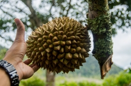 Buah durian di kebun masyarakat di Sukadana, Foto dok. Simon Tampubolon