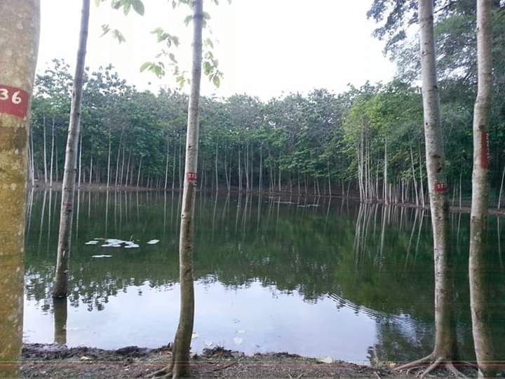 Danau di area Kubangkangkung, Cilacap, Jawa Tengah