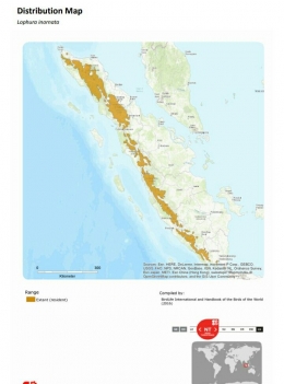 Distribusi habitat Sempidan Sumatra oleh IUCN. Sumber: IUCN Redlist