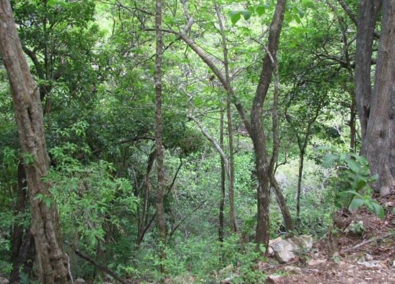 X-toloc Cenote yang telah ditutupi semak belukar.photo by Widz Stoops