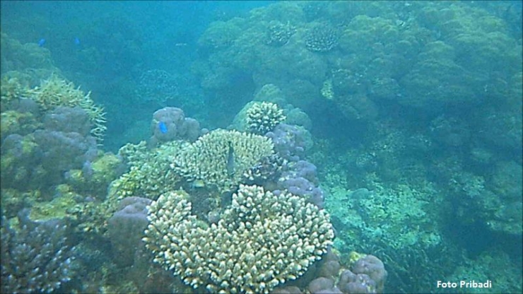 Terumbu Karang di Walengkabola Pulau Muna
