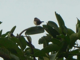 Seekor burung hinggap di pucuk pohon mangga depan rumah ibunda. Photo by Ari