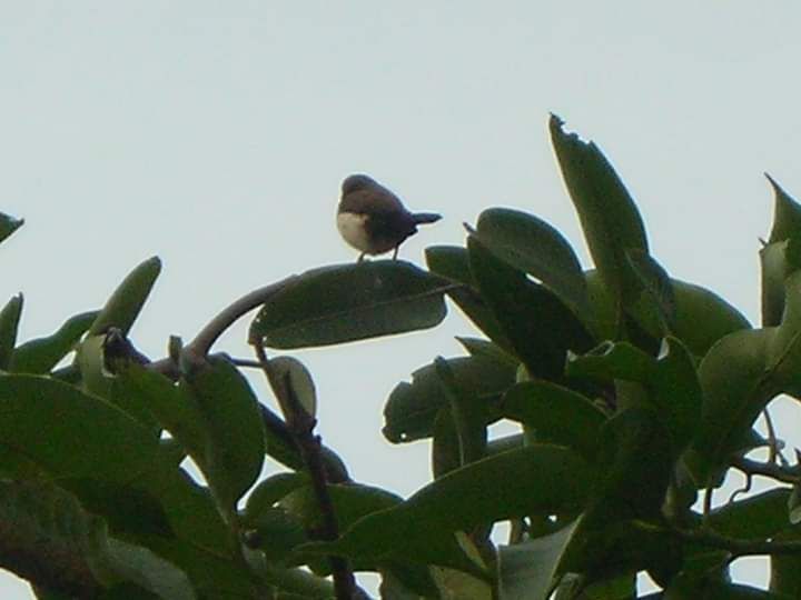 Seekor burung hinggap di pucuk pohon mangga depan rumah ibunda. Photo by Ari