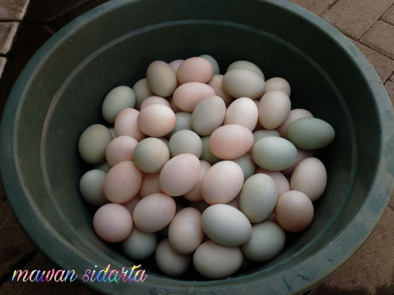 Telur bebek setelah mengalami penggaraman lalu dicuci bersih dan siap untuk direbus (dok.pri)