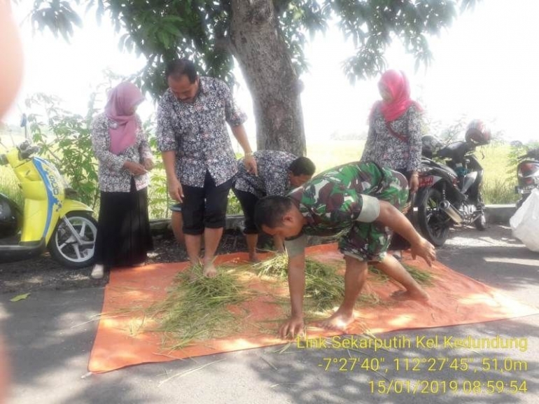 Babinsa Koramil 0815/19 Magersari Serma Heru Susilo Bersama PPL Lakukan Pengubinan Padi