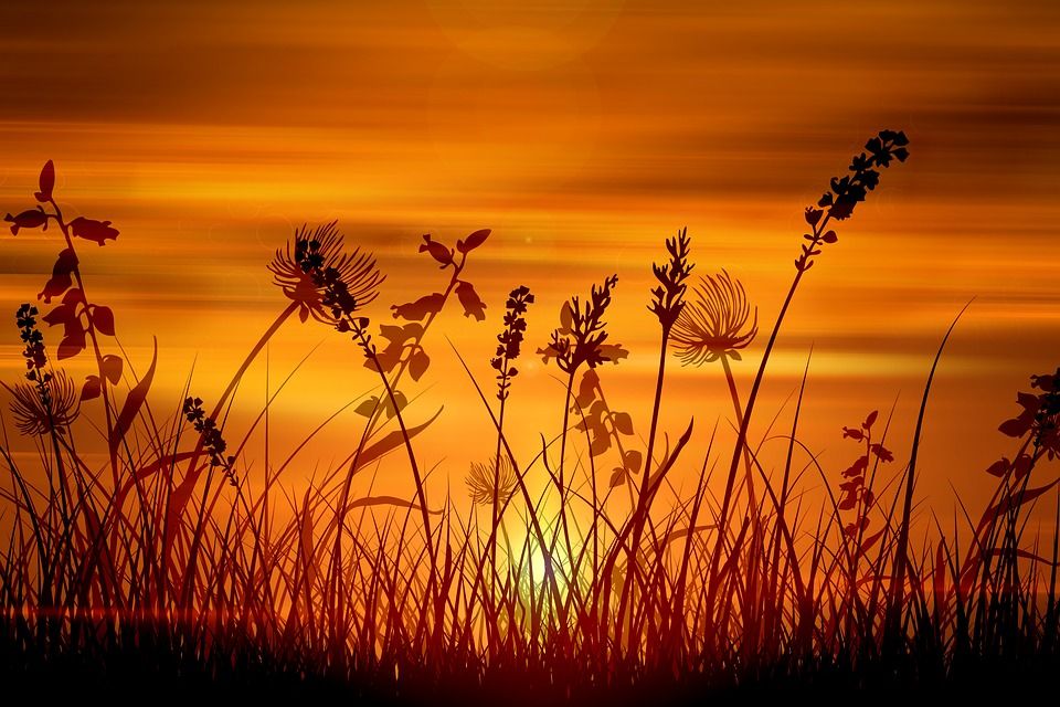 Foto Artikel : Puisi | Senja dan Ilalang - Kompasiana.com