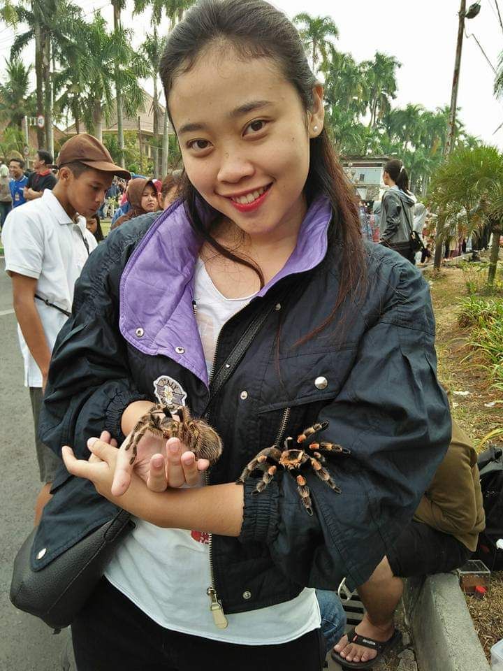 Salah satu spesies tarantula eksotis (dok.Putri)