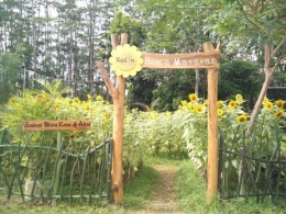 Kebun bunga matahari, salah satu wahana edukasi tumbuhan yang ada di Kediri Eco Park (foto: Luana Yunaneva)