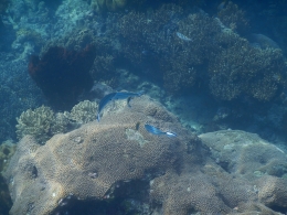 Ikan kecil dan karang (dok pribadi)