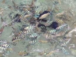 Ikan warna warni yang bisa dilihat di depan dermaga Ora Beach Resort (dok pribadi)