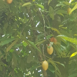 Pohon Pala banyak terdapat di Pantai Air Belanda (dok pribadi)