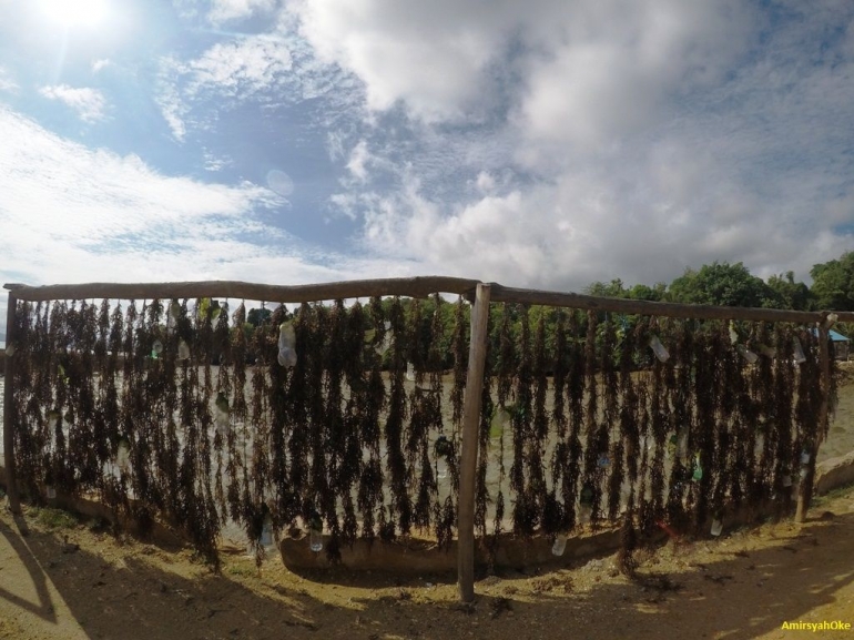 Rumput Laut yang sudah dipanen sedang dijemur. Terlihat terikat dengan botol plastik 1,5 liter.