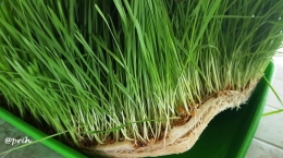 Wheat grass media spon (dok pri)