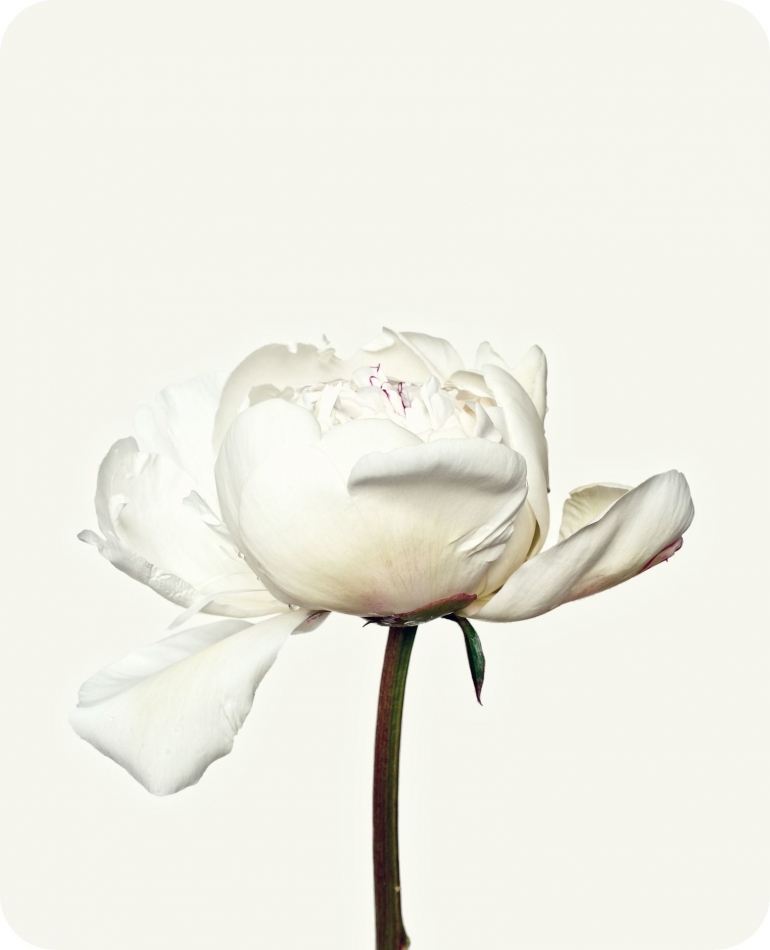 https://pixabay.com/en/peony-flower-white-blossom-bloom-991206/
