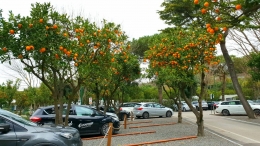 Pohon jeruk di tempat parkir Pompei (dokumentasi pribadi)
