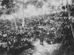 Coffee plantation atau perkebunan kopi di Tretes pada masa kolonial Belanda. Sumber Gambar : wikipedia.org